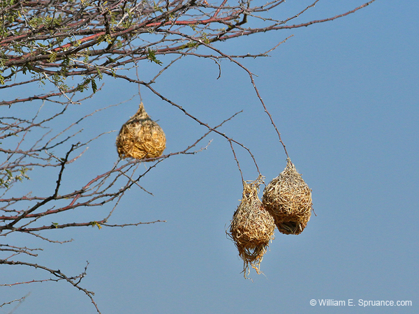 139-Weaver Nests  70D2-3175