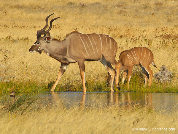 141-Kudus  70D2-3217