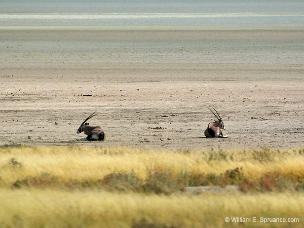 151-Gemsboks on the Etosha Pan  70D2-3021