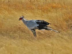 127-Secretarybird  70D2-2997