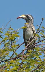 132-African Grey Hornbill  70D2-3041