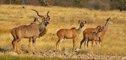 143-Kudus  70D2-3221