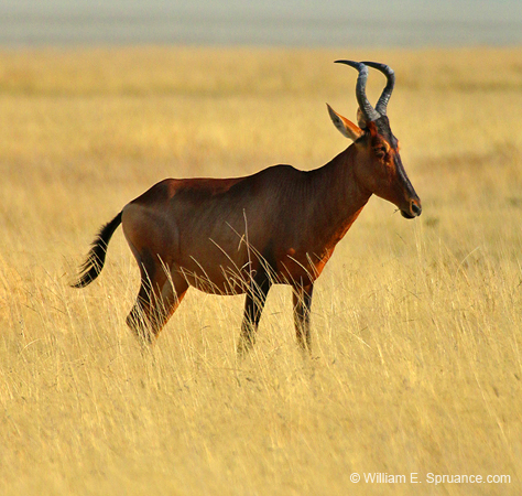 165-Red Hartebeest  70D2-3310