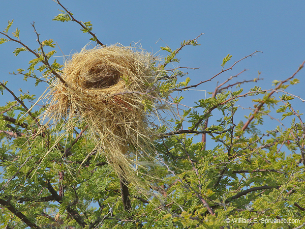 166-Weavers Nest  70D2-3322