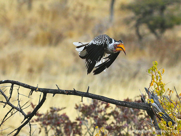180-Southern Yellow-billed Hornbill  70D2-3407