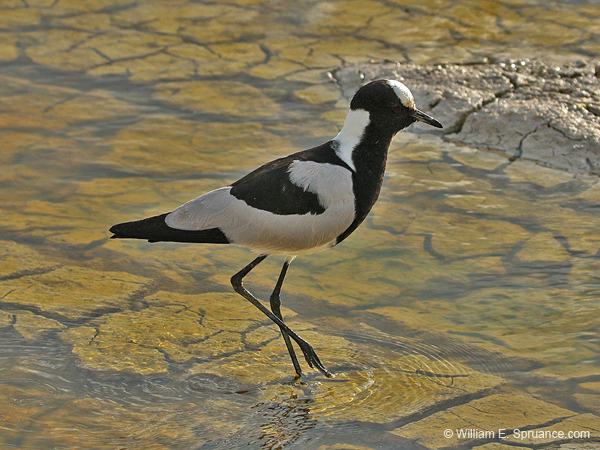 200-Blacksmith Lapwing  70D2-3553