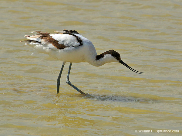 210-Pied Acocet  70D2-3688