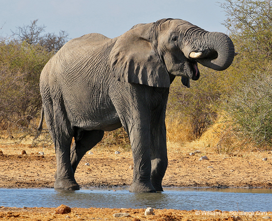 231-Elephant   70D2-3778