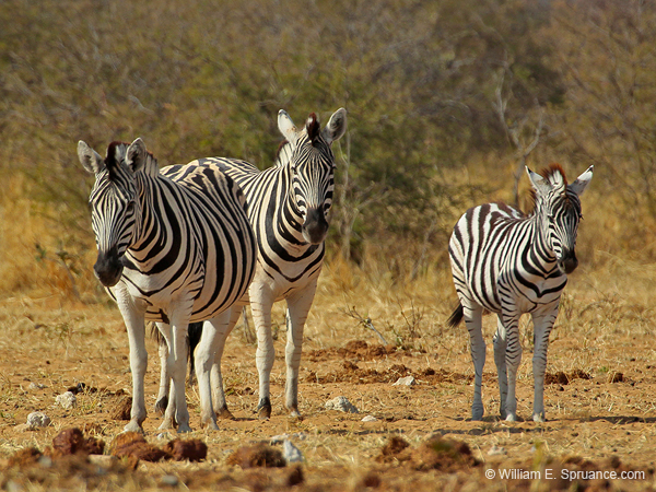 239-Zebras  7J8E1853