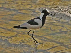 200-Blacksmith Lapwing  70D2-3553