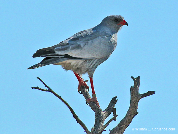 267-Goshawk  70D2-3876
