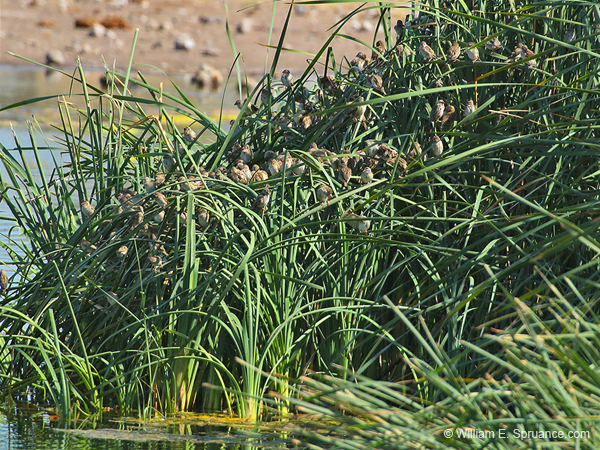 275-Red-billed Quelea  70D2-3926
