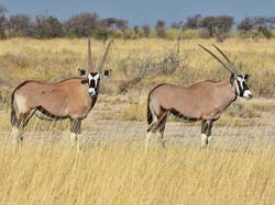 268-Gemsboks  70D2-3879