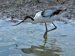 295-Pied Acocet  70D2-4135