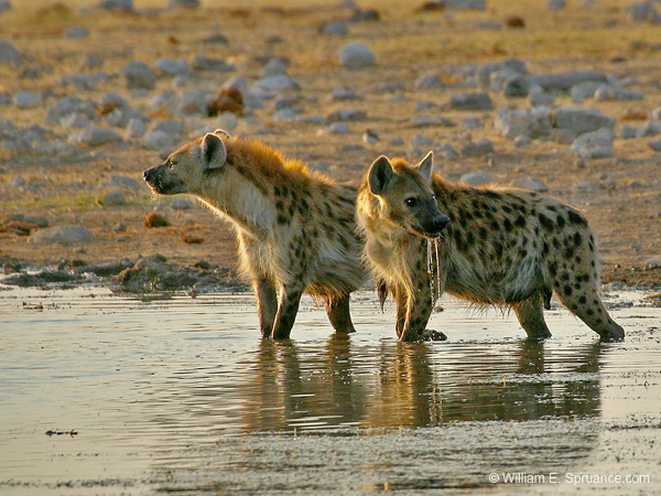 320-Spotted Hyenas  70D2-4223