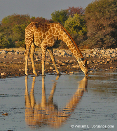 411-Giraffe 70D2-4849