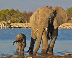 406-Elephants  70D2-4813