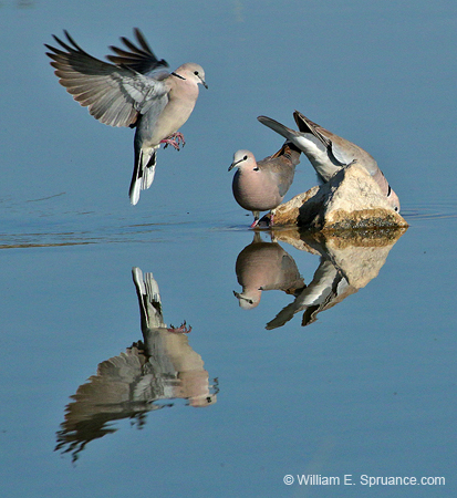 424-Cape Turtle Doves  70D2-4966