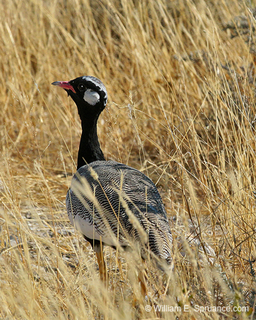 437-Northern Black Korhaan  70D2-5082