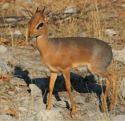 422-Kirks Dik-dik  70D2-4915