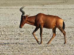 430-Red Hartebeest  70D2-4909