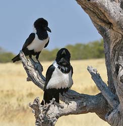 433-Pied Crows  70D2-5062