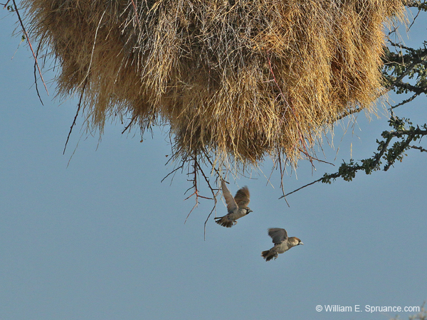468-Social Weavers  70D2-5269