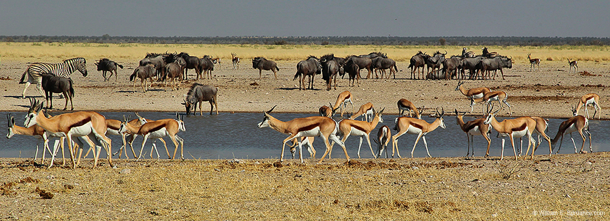 490-Water Hole Panorama  7J8E2490