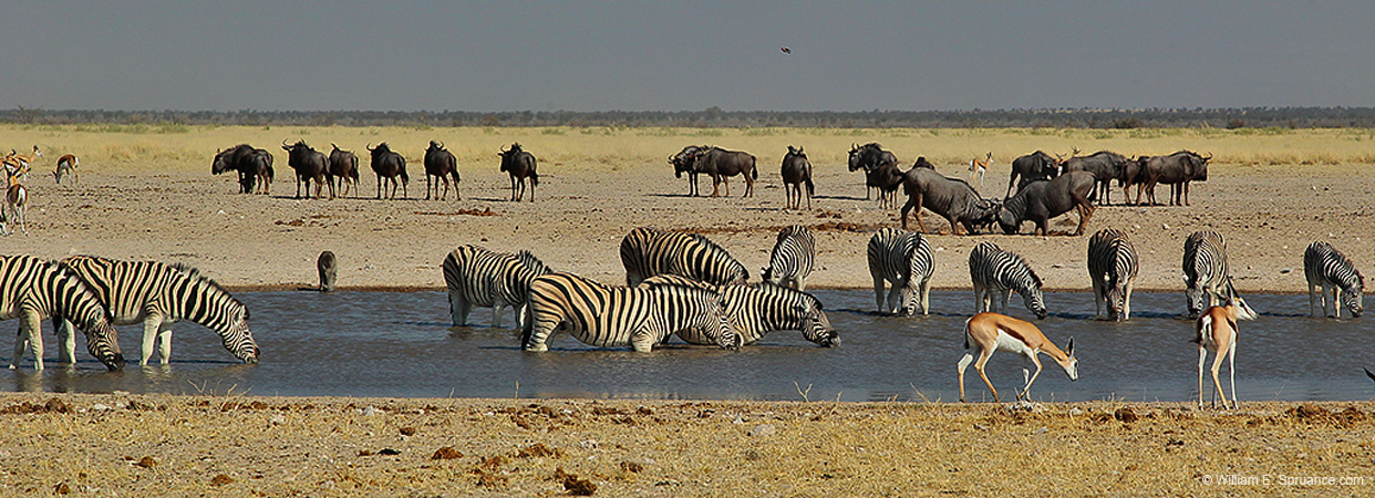 496-Water Hole Panorama 7J8E2499
