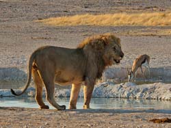 483-Male Lion  70D2-5251