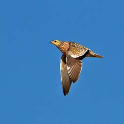 484-Burchells Sandgrouse  70D2-5337
