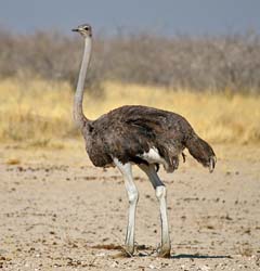 497-Ostrich  70D2-5424