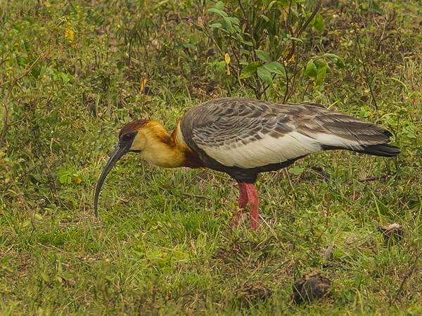 0013 Buff-necked Ibis