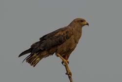 0019 Savanna Hawk