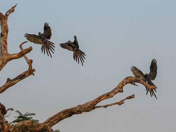 0025 Hyacinth Macaws 60D-2674