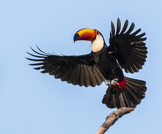 0029 Toco Toucan 60D-2858