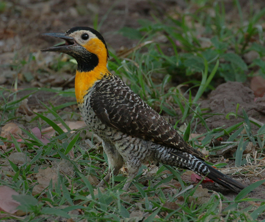 0059 Campo Flicker-60D-3359