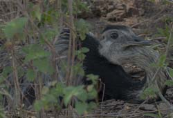 0045 Greater Rhea 60D-3136