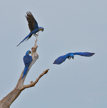 0094 Hyacinth Macaws 60D-4094