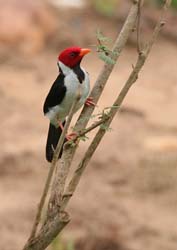 0177 Yellow-billed Cardinal 60D-5274