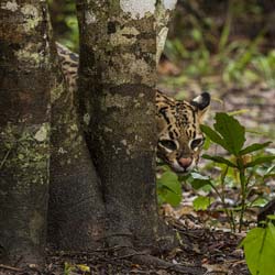 0185 Ocelot 60D-5511