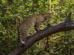 0197 Ocelot 60D-5528