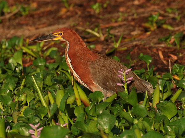 0203 Rufescent Tiger Heron 60D-5687