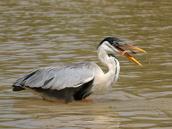 0237 Coci Heron 60D-6228