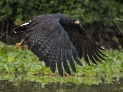 0214 Great Black Hawk 60D-5769