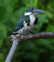 0222 Amazon Kingfisher 60D-5985