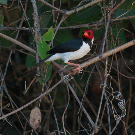 0269 Yellow-billed Cardinal 60D-6442