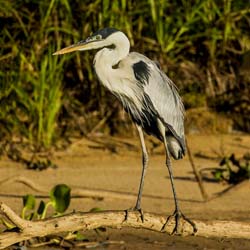 0245 Coci Heron 9J8E5264