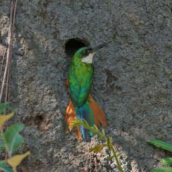 0284 Paradise Jacamar 60D-6869