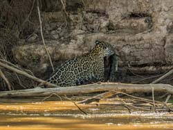 0315 Jaguar  with a Caiman 60D-7052